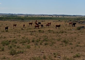 Gobierno asiste con medidas económicas a productores afectados por emergencia agropecuaria