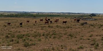 Gobierno asiste con medidas económicas a productores afectados por emergencia agropecuaria