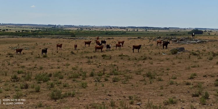 Gobierno asiste con medidas económicas a productores afectados por emergencia agropecuaria