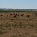 Gobierno asiste con medidas económicas a productores afectados por emergencia agropecuaria