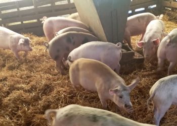 Desde hace años ningún gobierno ha proyectado la producción de cerdos del país