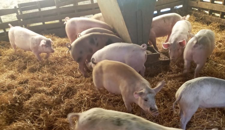 Desde hace años ningún gobierno ha proyectado la producción de cerdos del país