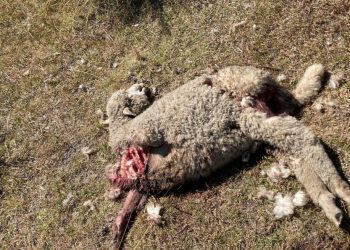 Del Lector: Las jaurías de perros no se enteraron del cambio de Gobierno