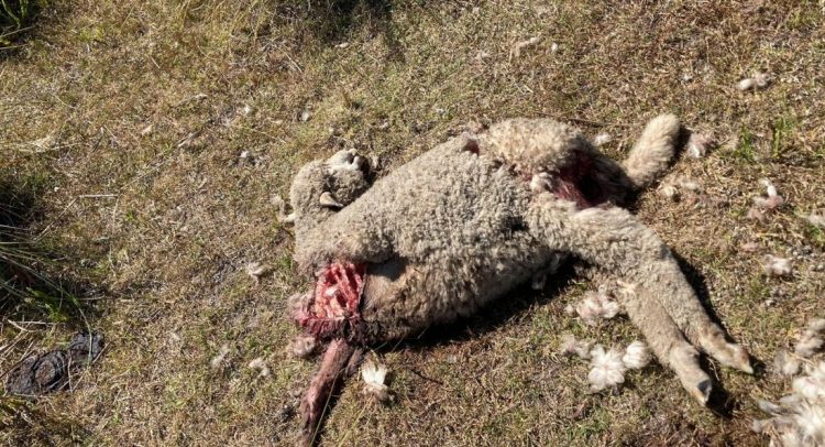 Del Lector: Las jaurías de perros no se enteraron del cambio de Gobierno