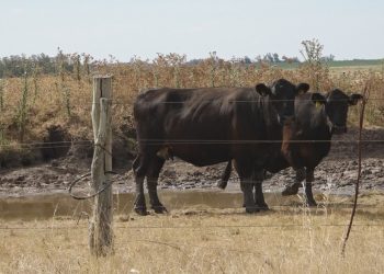 Menor oferta de ganados completos y especiales por falta de lluvias