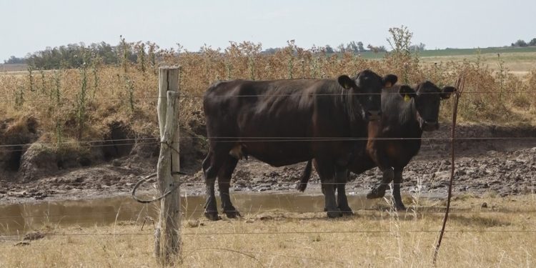 Menor oferta de ganados completos y especiales por falta de lluvias