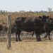 Menor oferta de ganados completos y especiales por falta de lluvias