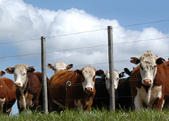 Muy buen nivel de faena para los primeros días del año