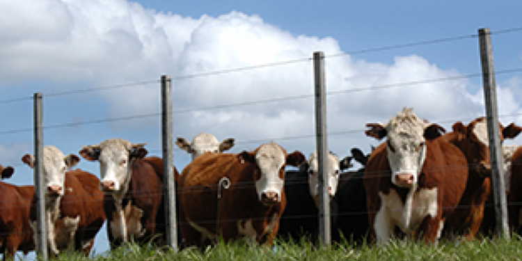 Muy buen nivel de faena para los primeros días del año