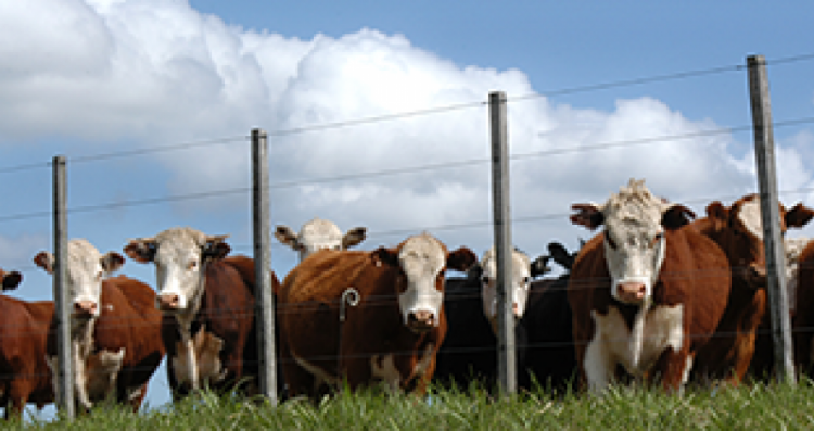 Muy buen nivel de faena para los primeros días del año