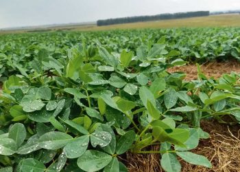 Las lluvias llegaron en el momento justo y trajeron alivio a la agricultura