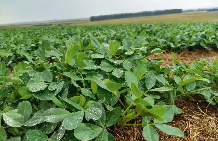 Las lluvias llegaron en el momento justo y trajeron alivio a la agricultura