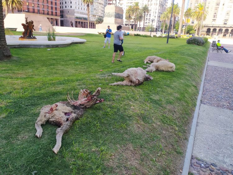 Productores expusieron ovinos muertos y lastimados frente a la Torre Ejecutiva