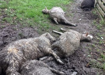 Productores expusieron ovinos muertos y lastimados frente a la Torre Ejecutiva