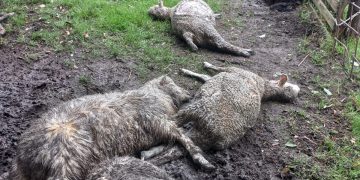Productores expusieron ovinos muertos y lastimados frente a la Torre Ejecutiva