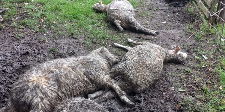 Productores expusieron ovinos muertos y lastimados frente a la Torre Ejecutiva