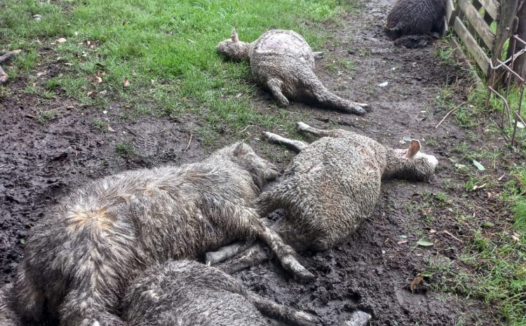 Productores expusieron ovinos muertos y lastimados frente a la Torre Ejecutiva