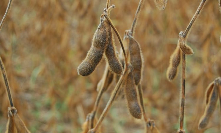 Paraguay anunció medidas económicas para productores afectados por sequía