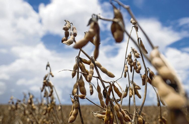 Paraguay anunció medidas económicas para productores afectados por sequía