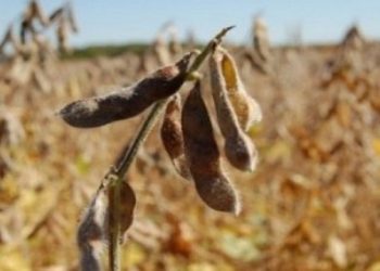 Paraguay anunció medidas económicas para productores afectados por sequía