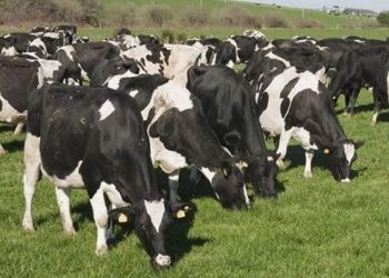 Incremento de producción de leche responde a esfuerzos de los productores