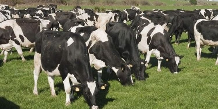 Incremento de producción de leche responde a esfuerzos de los productores