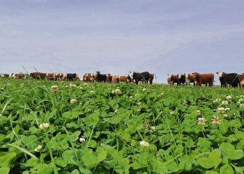 Los TLC y el desafío de Cómo Producir Más (CPM)