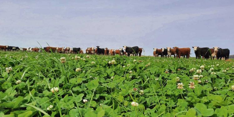 Los TLC y el desafío de Cómo Producir Más (CPM)