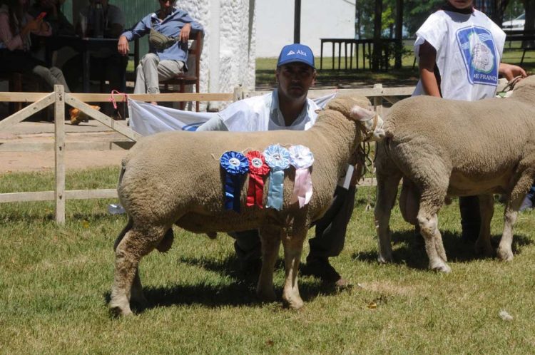 Premios de la Expo Ovina 2022