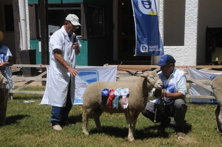 Premios de la Expo Ovina 2022