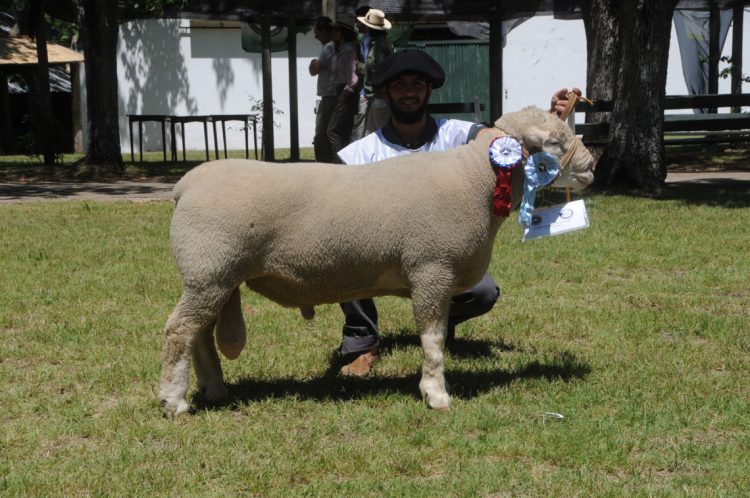 Premios de la Expo Ovina 2022