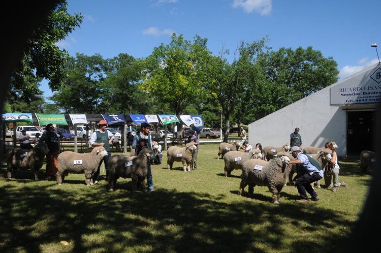 Premios de la Expo Ovina 2022