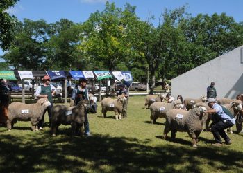 Premios de la Expo Ovina 2022