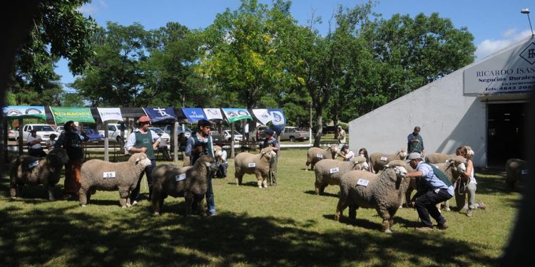 Premios de la Expo Ovina 2022
