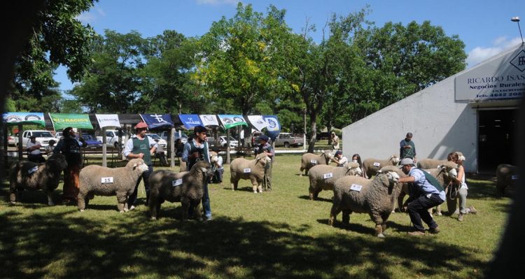 Premios de la Expo Ovina 2022