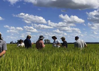 Esta semana continúa el proyecto “+ Arroz + Margen”
