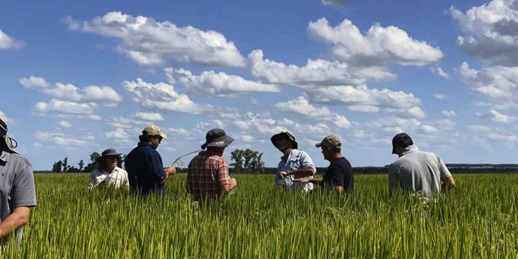 Esta semana continúa el proyecto “+ Arroz + Margen”