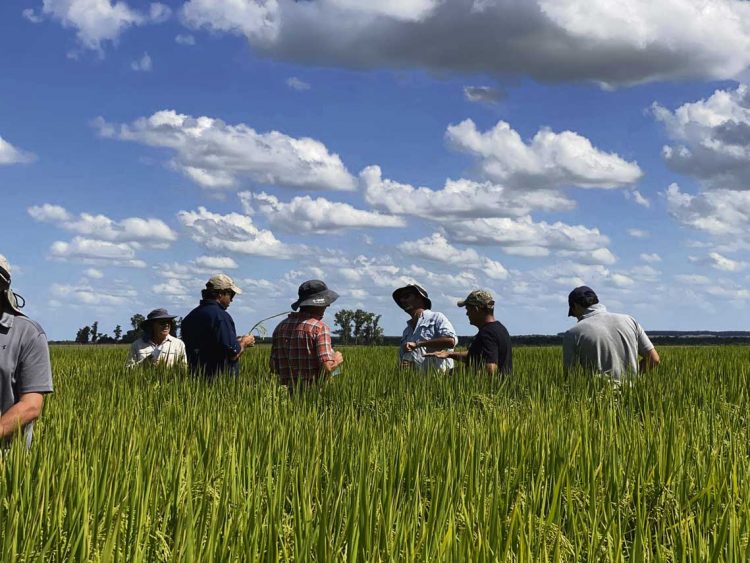 Esta semana continúa el proyecto “+ Arroz + Margen”