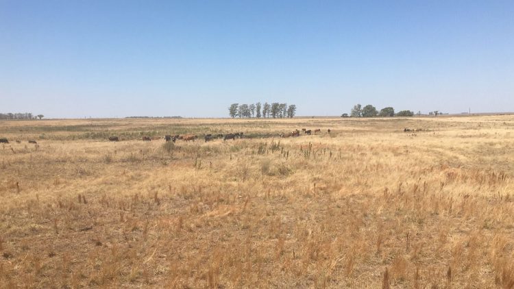 El agro y la ganadería de Artigas sigue esperando precipitaciones