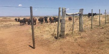 El agro y la ganadería de Artigas sigue esperando precipitaciones