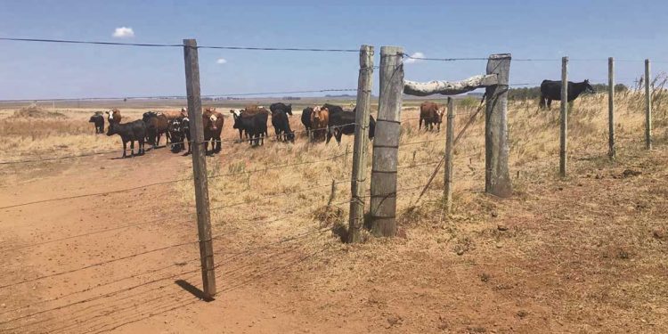 El agro y la ganadería de Artigas sigue esperando precipitaciones