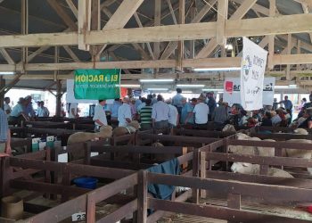 Se realiza Expo Ovina 2022 con importantes cabañas de todo el país