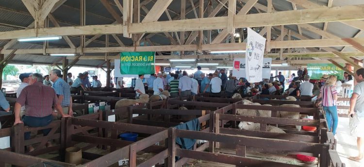 Se realiza Expo Ovina 2022 con importantes cabañas de todo el país