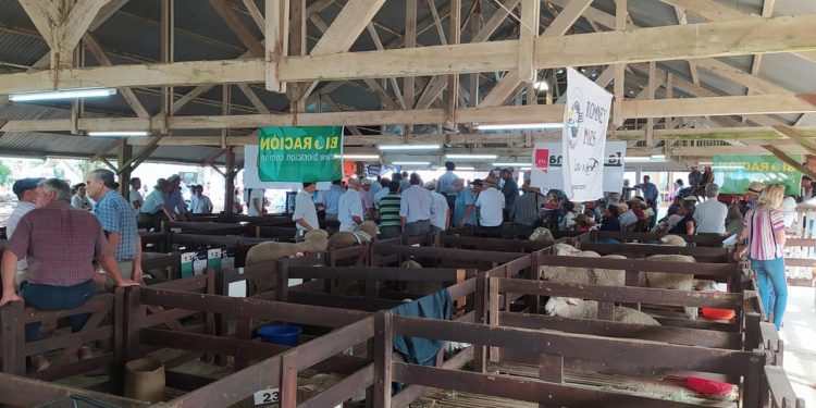 Se realiza Expo Ovina 2022 con importantes cabañas de todo el país