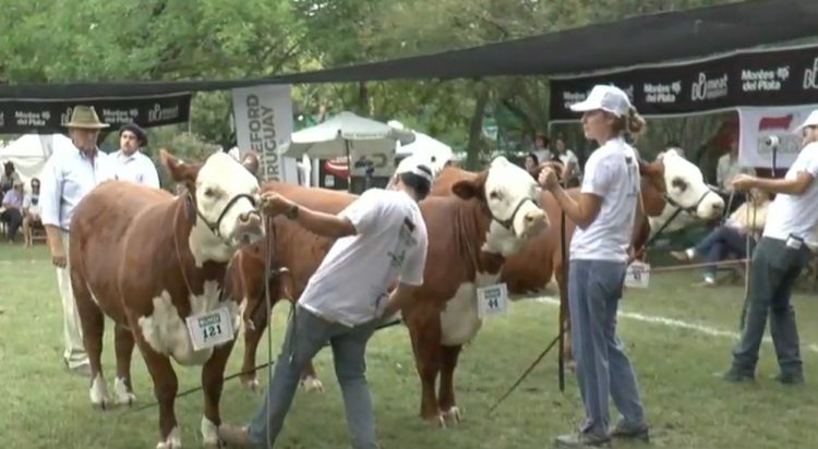 Animales de gran nivel dieron realce a la 108ª Expo Durazno