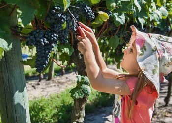 Vendimia 2022 cargada de sabor y nuevas cepas