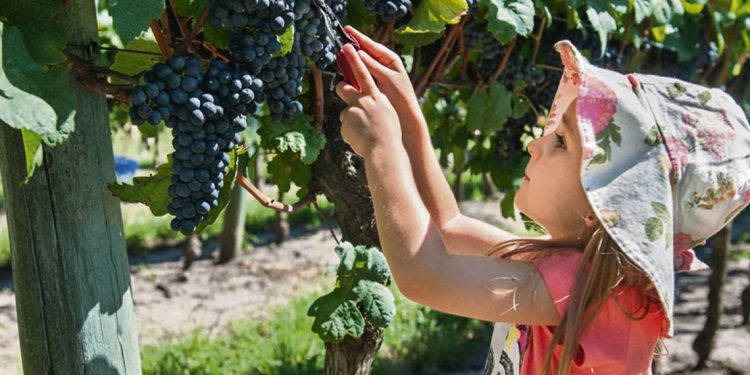 Vendimia 2022 cargada de sabor y nuevas cepas