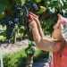 Vendimia 2022 cargada de sabor y nuevas cepas