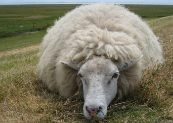 Esa semana subieron todas las categorías de lana