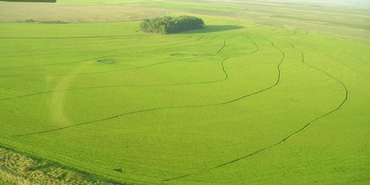 El MGAP publicó mapa con la producción de caña de azúcar y arroz en todo el país
